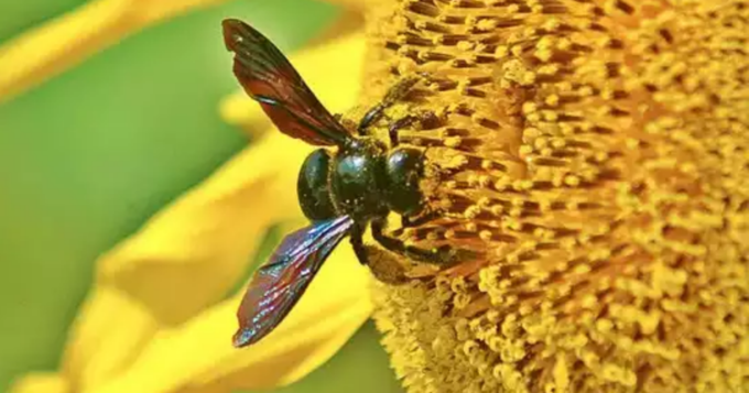 honey bee honey bee