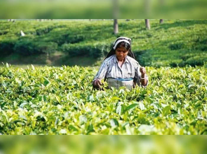 tea export - et tamil