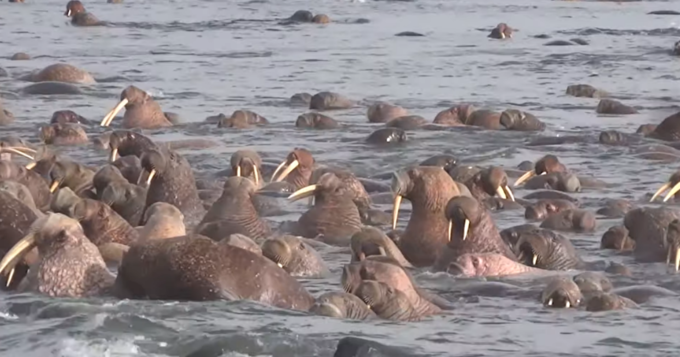 walrus walrus