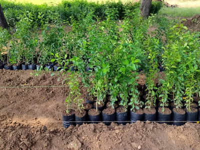 Jhansi News: किसानों के लिए खास नींबू की पौध तैयार कर रहे साइंटिस्ट, जानिए कितनी होगी कीमत