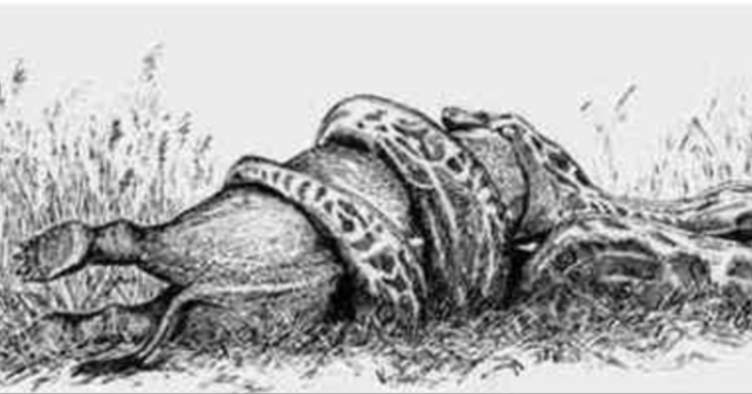 elephant snake news elephant snake news