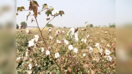 कापसाचे दर नऊ हजारांपार; भाववाढीच्या आशेने बाजारात अजूनही आवक मंद