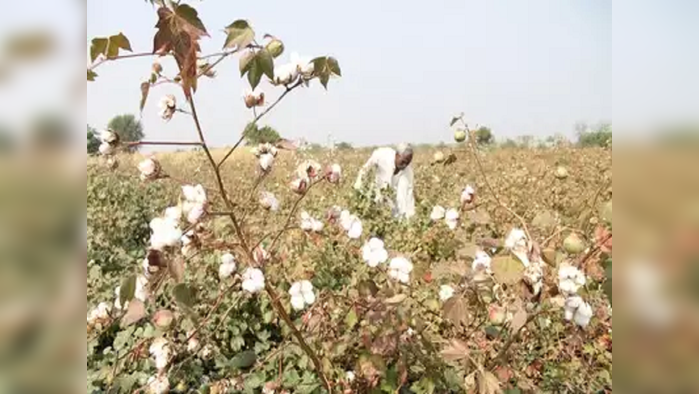 कापसाचे दर नऊ हजारांपार; भाववाढीच्या आशेने बाजारात अजूनही आवक मंद