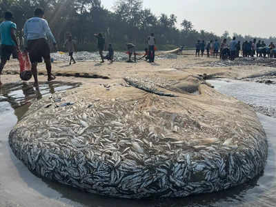 सिंधुदुर्गात दुर्मिळ घटना; एकाचवेळी तब्बल १५ टन मासे सापडले; किनाऱ्यावर बांगडे, तारलींचा खच 