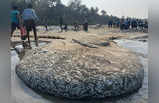 सिंधुदुर्गात दुर्मिळ घटना; एकाचवेळी तब्बल १५ टन मासे सापडले; किनाऱ्यावर बांगडे, तारलींचा खच