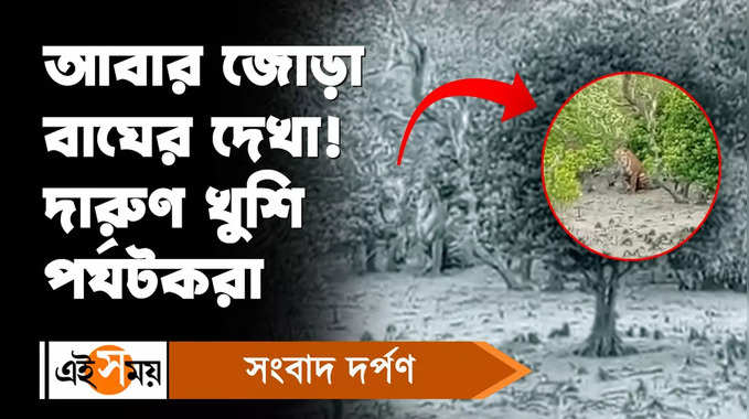 Royal Bengal Tiger : সুন্দরবনে আবার জোড়া বাঘের দেখা! দারুণ খুশি পর্যটকরা 