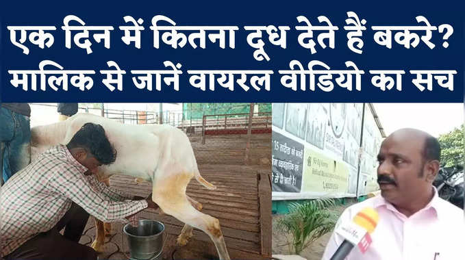 Unique News: बकरे क्यों देते हैं दूध? उसके मालिक ने बताई पूरी कहानी