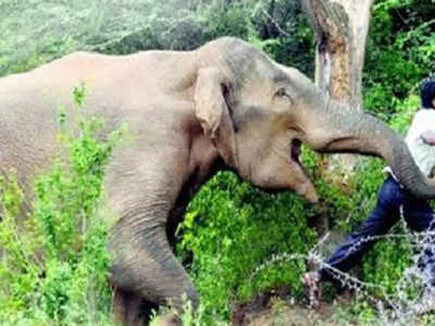 Elephant: हाथी पलक झपकते ही आ जाएगा सामने, स्पीड जान हो जाएंगे हैरान, कभी सामना हो तो जानिए कैसे बचेगी जान