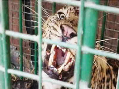Lakhimpur: 4 लोगों की जान लेने वाले तेंदुआ को उम्रकैद, कानपुर के चिड़ियाघर में रहेगा कैद