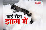 दिल्‍ली में बर्फ गिरी है क्‍या! इंसान से जानवर तक ले रहे मजा, देखिए तस्‍वीरें