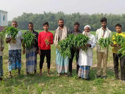 बिहार में किसानों के लिए काल बना फिल्डर, सैकड़ों एकड़ में लगी फसल में कर दी बर्बादी वाली फिल्डिंग