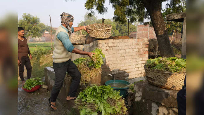 India Agriculture