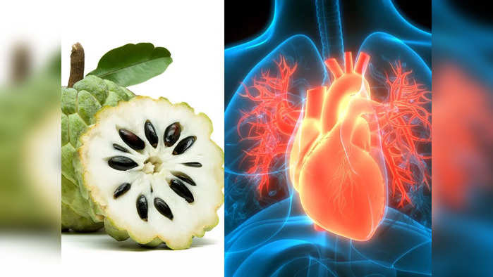 Custard Apple Benefits : थंडीतल्या आजारांवर गुणकारी, बीपी-हार्टसह पचनासंबंधींच्या त्रासांवर सीताफळं ठरतं रामबाण