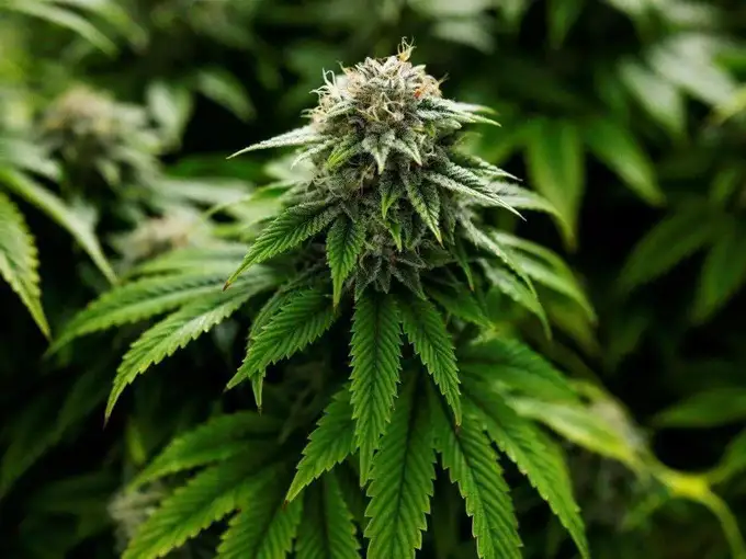 Ayurveda Dr. told the difference between Ganja, Bhang and Charas