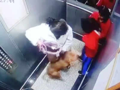 नोएडा में नहीं रुक रहा लिफ्ट में कुत्तों का हमला, महिला ने बच्चों को किया बाहर...वीडियो वायरल