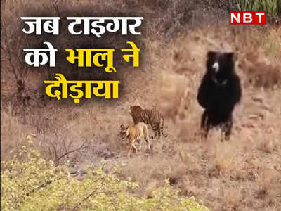 तनकर खड़ा हुआ भालू और टाइगरों को दौड़ा लिया, जंगल का हैरान करने वाला वीडियो
