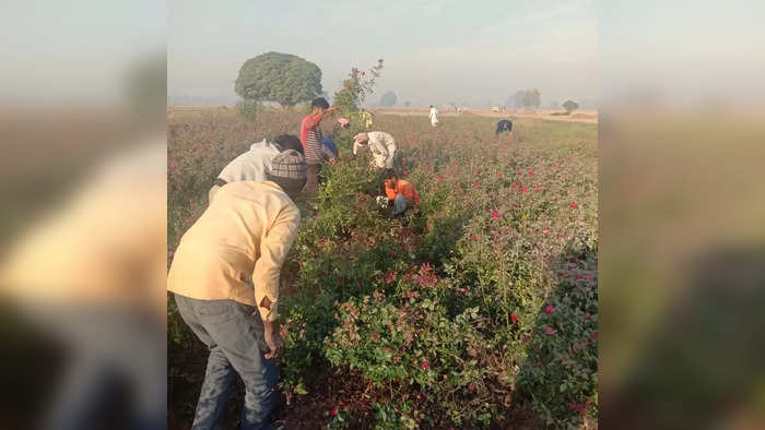 विजय सहरण गुलाब