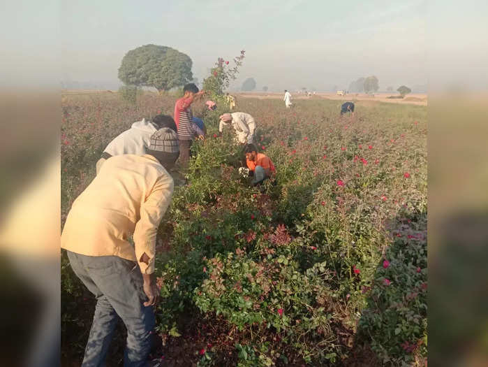 विजय सहरण गुलाब