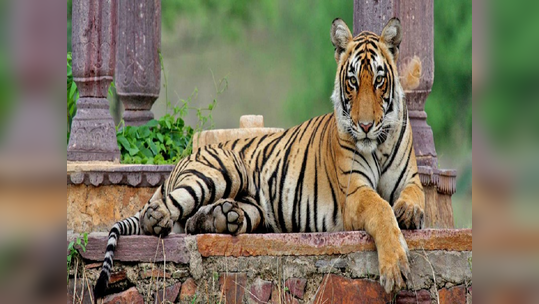 वाघाच्या हल्ल्यात महिलेसह दोघे ठार; यवतमाळ व चंद्रपूर जिल्ह्यांतील घटना