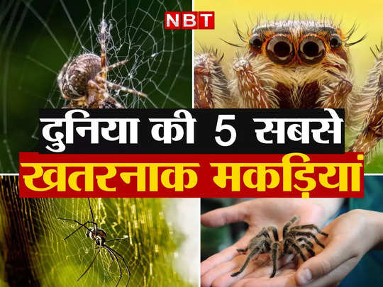 World Dangerous Spider: दुनिया की पांच सबसे खतरनाक मकड़ियां, काटने से स्पाइडर मैन तो नहीं बनातीं, लेकिन जान ले लेती हैं 