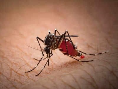 मच्छरों के काटने से कोमा में पहुंचा शख्स, 30 ऑपरेशन के बाद बची जान, इतने खतरनाक हैं एशियन टाइगर