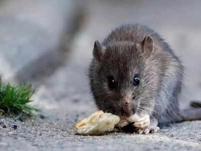 पोस्‍टमॉर्टम रिपोर्ट ने बताया चूहे को थी बीमारी, डूबने से नहीं हुई मौत, गिरफ्तार आरोपी के लिए राहत