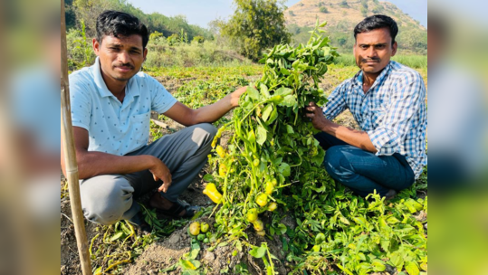 हा तर निसर्गाचा चमत्कार; पुण्यात चक्क झाडाला लगडले बटाटे, एकदा व्हिडिओ पाहाच!