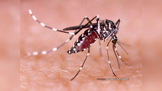 Zika Virus : पुण्यात आढळला झिका विषाणूचा रुग्ण, मूळचा नाशिकचा; रुग्णाची प्रकृती उत्तम