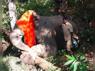 Wild Elephant Rescue Operation - ಮೂಡಿಗೆರೆಯಲ್ಲಿ ಅರಣ್ಯ ಇಲಾಖೆ ಸತತ ಕಾರ್ಯಾಚರಣೆ: 5 ದಿನದ ಬಳಿಕ 2ನೇ ಕಾಡಾನೆ ಸೆರೆ