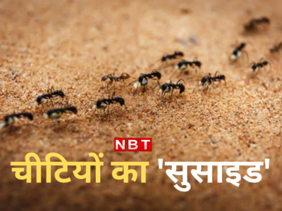 Ants Suicide: चीटियां क्यों कर लेती हैं सुसाइड? धरती का ये गोलचक्कर आपको हैरान कर देगा
