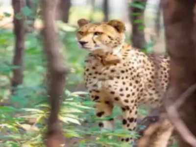 Kuno Cheetah Hunt: कूनो जंगल में चीतों ने जमा ली अपनी धाक, खुद ढूंढकर कर रहे शिकार