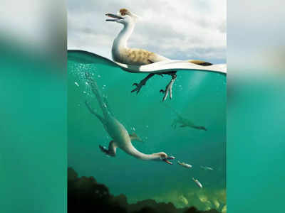 दुनिया में पहली बार तैरने वाले डायनासोर की खोज, बत्‍तख की तरह से पानी में डूबकर करता था शिकार
