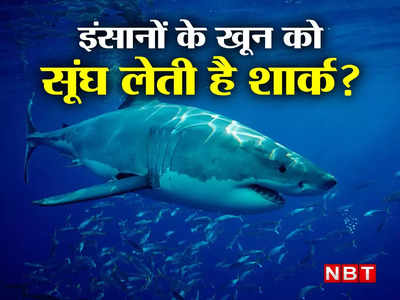 महासागर में मीलों दूर से इंसानी खून की बूंद को सूंघ लेती है शार्क? आइए जानते हैं समुद्री शिकारी का सच