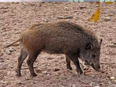 report on 42 year old man injured in wild boar attack in wayanad