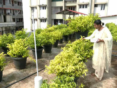 Jasmine Cultivation: ಮನೆ ತಾರಸಿಯಲ್ಲೇ ಮಲ್ಲಿಗೆ ಬೆಳೆದು ಮಹಿಳೆ ಯಶಸ್ವಿ; ತಿಂಗಳಿಗೆ 60 ಸಾವಿರಕ್ಕೂ ಹೆಚ್ಚು ಆದಾಯ