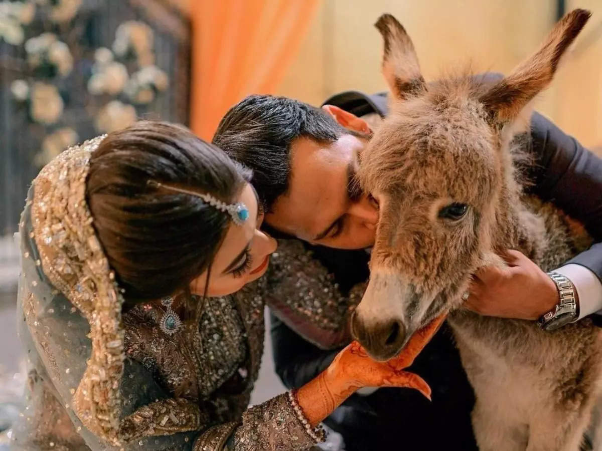 azlan shah warisha khan wedding, Donkey Gift Pakistan : शौहर ने बेगम को  तोहफे में दिया गधे का बच्चा, अजीबोगरीब वेडिंग गिफ्ट पर पूरा पाकिस्तान हैरान  - pakistani youtuber azlan ...