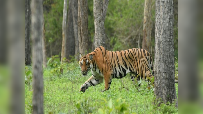 वाघाच्या हल्ल्यात महिला ठार; सावलीजवळ सलग दुसऱ्या दिवशी घटना, परिसरात दहशत