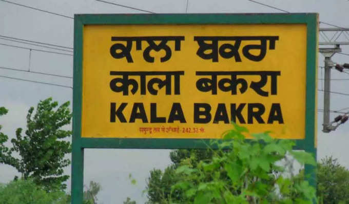 kala bakra