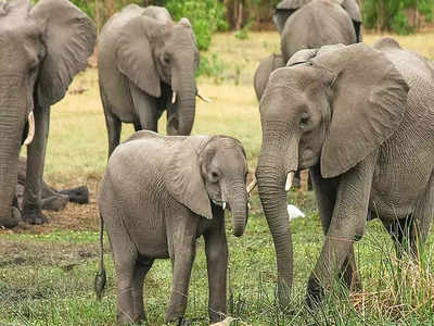 Elephant Transfer: 14 ಆನೆ ಮಧ್ಯಪ್ರದೇಶಕ್ಕೆ ಟ್ರಾನ್ಸ್‌ಫರ್
