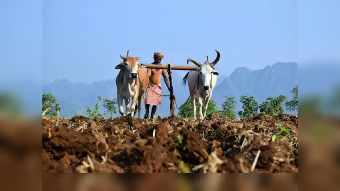 पीकविम्याकडे शेतकऱ्यांची पाठ; पाच वर्षांत शेतकऱ्यांची संख्या निम्म्यावर, जमीन क्षेत्रातदेखील घट