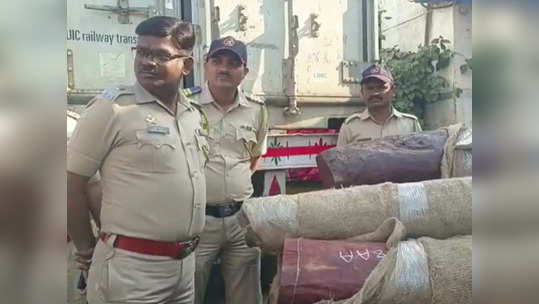 Sandalwood Seized : वसईत सापडला पुष्पाराज; कंटेनरमध्ये सापडला 'इतक्या' कोटींचा रक्त चंदनाचा साठा