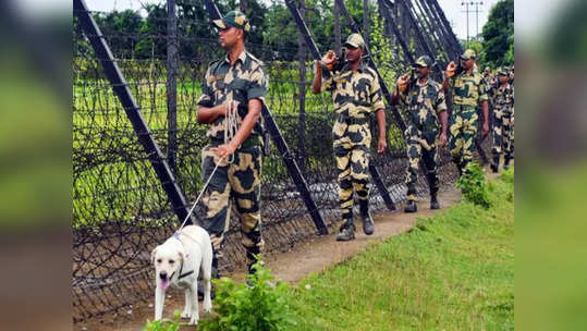 बांगलादेश सीमेवर तैनात BSFची कुत्री प्रेग्नंट, लष्करात खळबळ; चौकशीचे आदेश, प्रकरण काय?