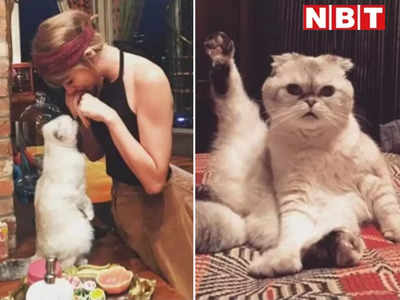 Taylor Swift Cat: ओ तेरी! ये रही दुनिया की सबसे महंगी बिल्ली, पूरे 800 करोड़ की है टेलर स्विफ्ट की नटखट ओलिविया 