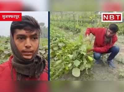 मुजफ्फरपुर: किसान पिता का किसान बेटा, राष्ट्रीय उद्यान रत्न अवार्ड के लिए हुआ चयन, Watch Video 