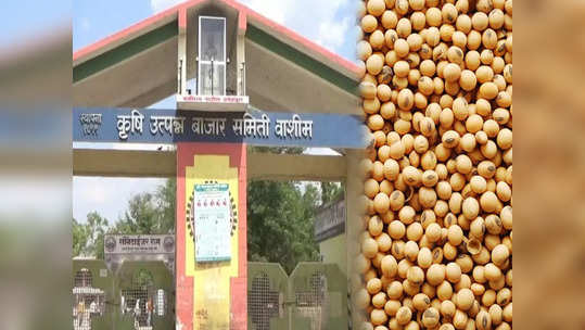 Soybean Rate Today: सोयाबीनच्या दरात वाढ, शेतकऱ्यांचा निर्णय ठरतोय फायदेशीर, जाणून घ्या आजचा दर