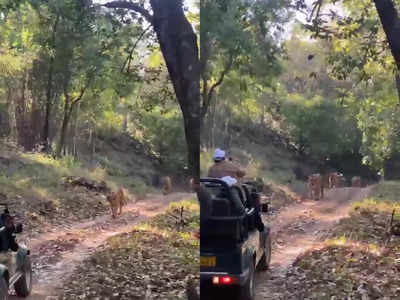 जंगल में पर्यटकों की जिप्सी के सामने आ गया टाइगर परिवार, लगाना पड़ा रिवर्स गियर, देखें वीडियो