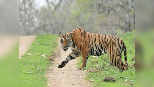 वाघांच्या मृत्यूमुळे मध्य प्रदेशात चिंता; 'व्याघ्र राज्य मान' टिकवण्याचे आव्हान