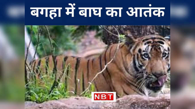बगहा में बच्ची पर बाघ ने किया हमला...साग लाने खेत में जाने के दौरान की घटना, देखिए VIDEO