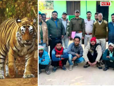 MP News: बाघ की मौत में 5 शिकारी गिरफ्तार, पन्ना टाइगर रिजर्व में करंट लगाकर किया था टाइगर और हायना का शिकार