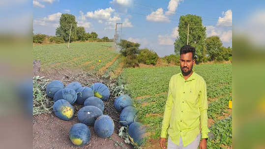 कलिंगड शेतीतून तरुणाची लाखोंची कमाई, शेतकऱ्यांनी प्रेरणा घेतली, १०० एकरावर लागवड